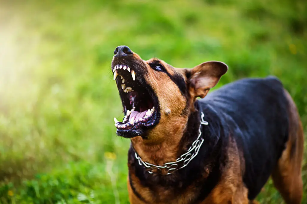 Dog growling aggressively in a field, the kind of warning behavior that can show an owner knew their dog was dangerous under Texas law.